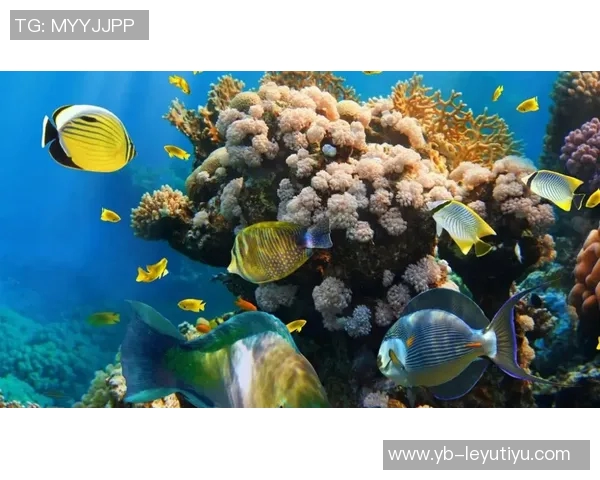 丹佛的信仰：在这里约基奇是人们心中的神明